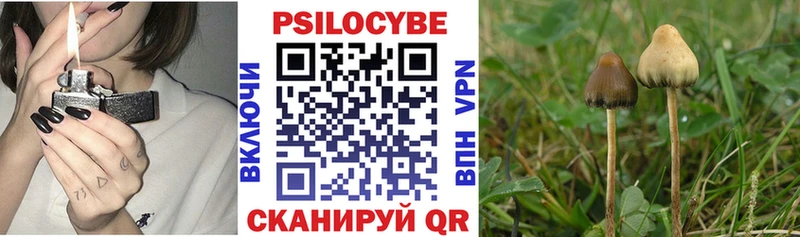 закладки Гай Псилоцибиновые грибы Magic Shrooms
